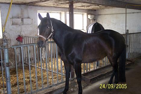 Dansk Varmblod Columbine AFLIVET - Min smukke Bine da jeg så hende første dag :P - Dengang hun var slank og let :P  billede 20