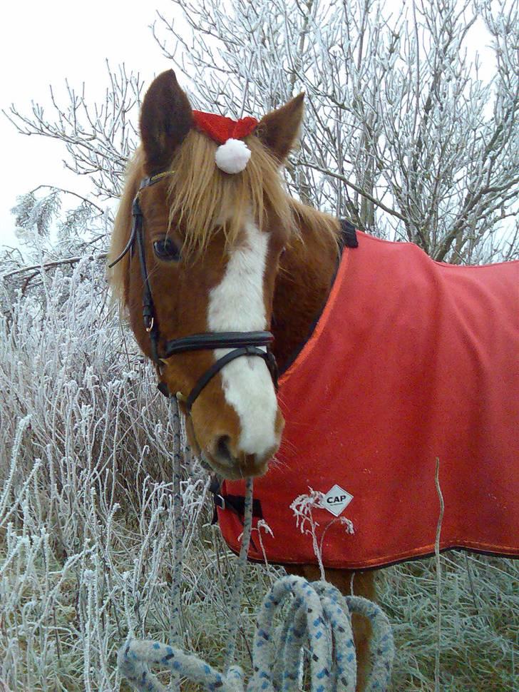 Anden særlig race sky   *solgt* - min nissemand <3 ( i må kun kopirere billederne hvis i få lov af mig ) billede 11