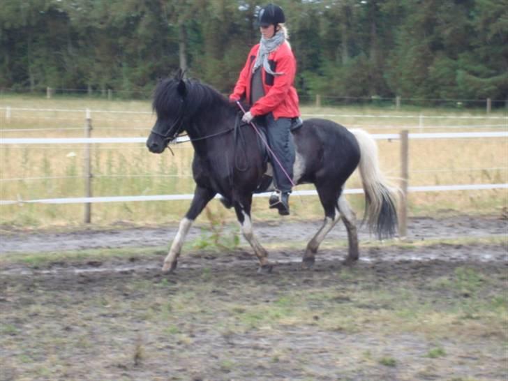 Islænder Klár fra Krossi - Rasmus Møller kursus d. 14 og15-6-08, trav ( i må kun kopirere billederne hvis i få lov af mig ) billede 4