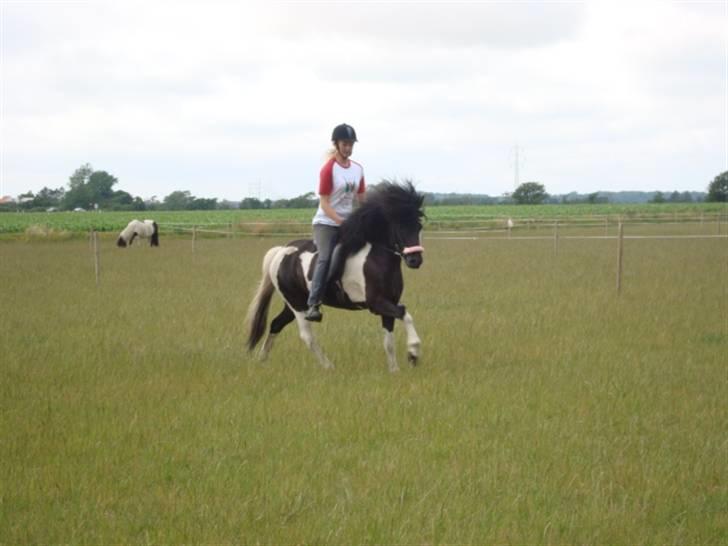 Islænder Klár fra Krossi - hun er min prinsesse(, og vi leger, den bedste weekend i vores tid. i må kun kopirere billederne hvis i få lov af mig ) billede 6