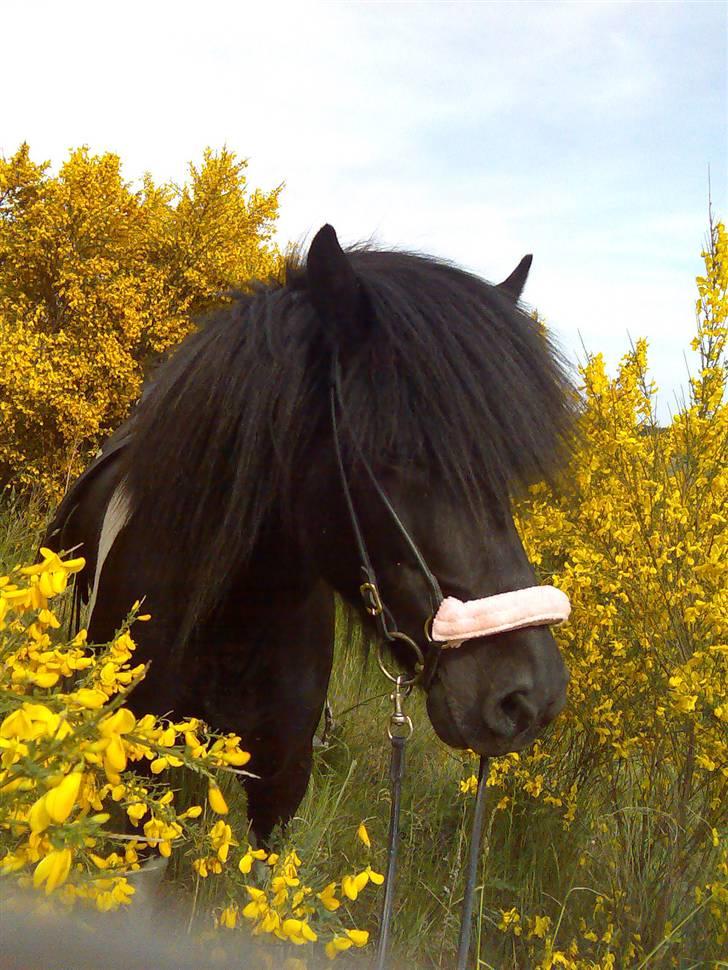 Islænder Klár fra Krossi - smuk smuk pony <333333( i må kun kopirere billederne hvis i få lov af mig ) billede 7