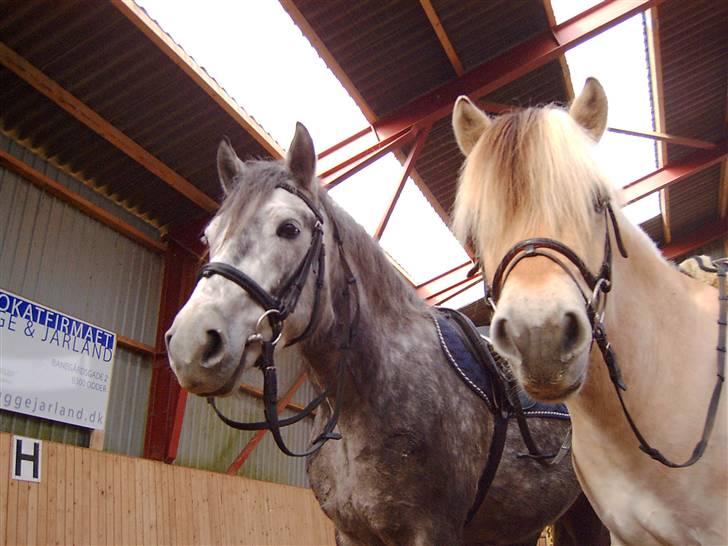Fjordhest Paw (solgt) - Paw og hans bedste ven, Kasper. han er også her på HG. billedet er fra foråret 2007 billede 19