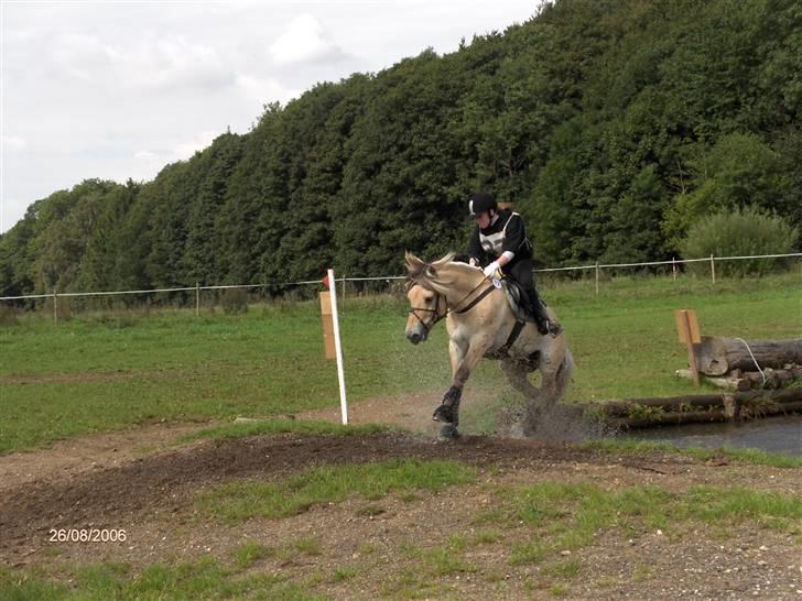 Fjordhest Paw (solgt) - militarystævne på Skårup Overgård (KIRK) efterår 2006 billede 20