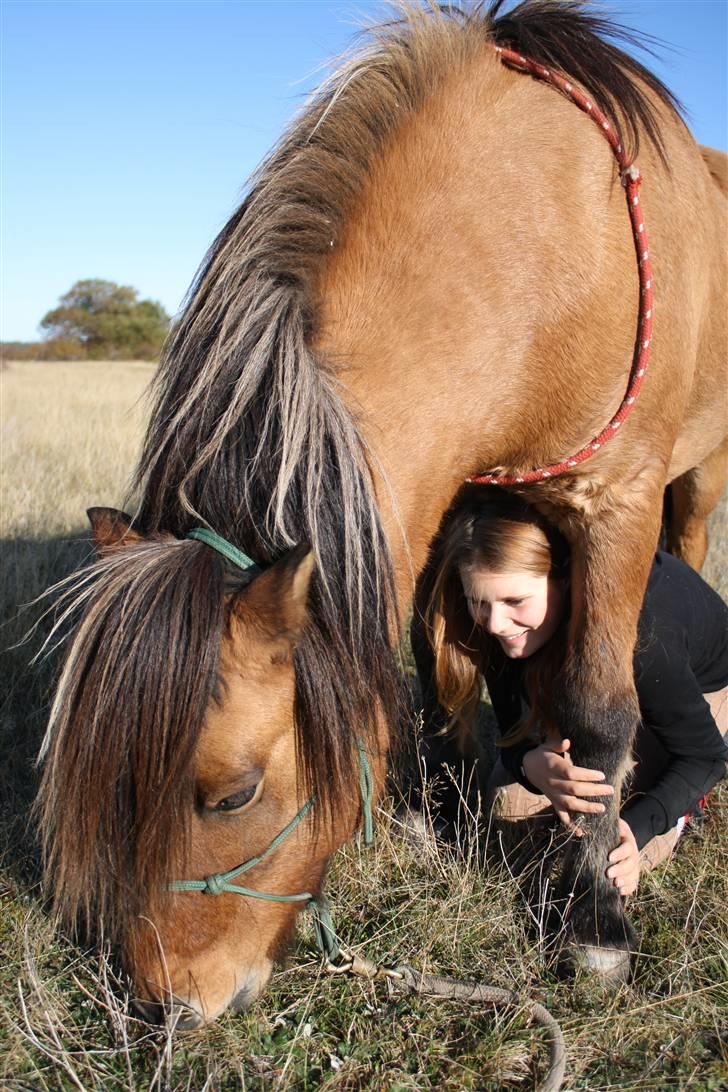 Islænder PRINS af ELLINGE MARK - "I trust you my friend"  Foto: Lykke <3 billede 5