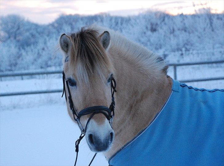 Fjordhest Sonnie - Min dejlige pony i sneen ;) vinter 2010 billede 4