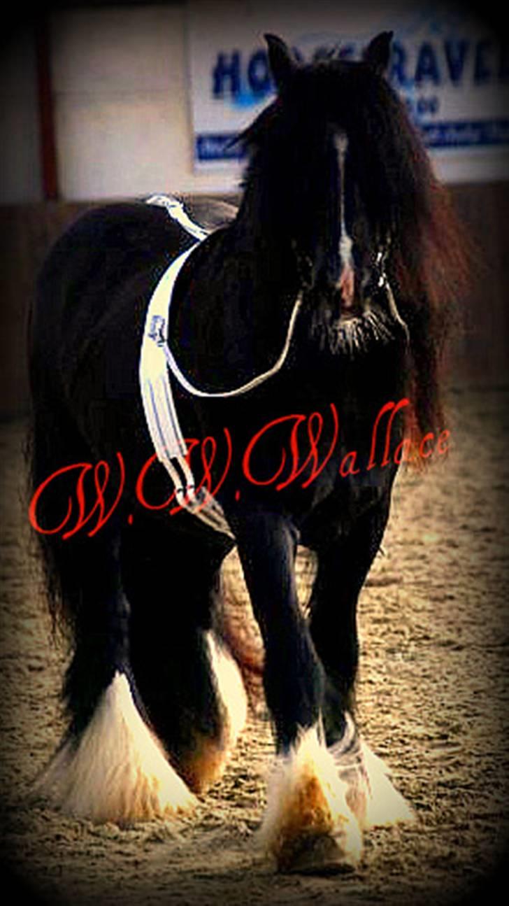 Irish Cob W. W. Wallace (R.I.P) billede 1