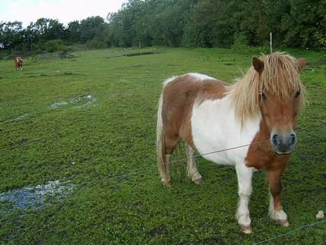 Miniature beauty *Solgt* billede 3