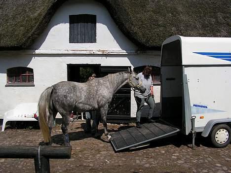 Anden særlig race Bailey *RIP* - Flytte og så skal jeg derind??? Nå men det går jo nok. billede 7