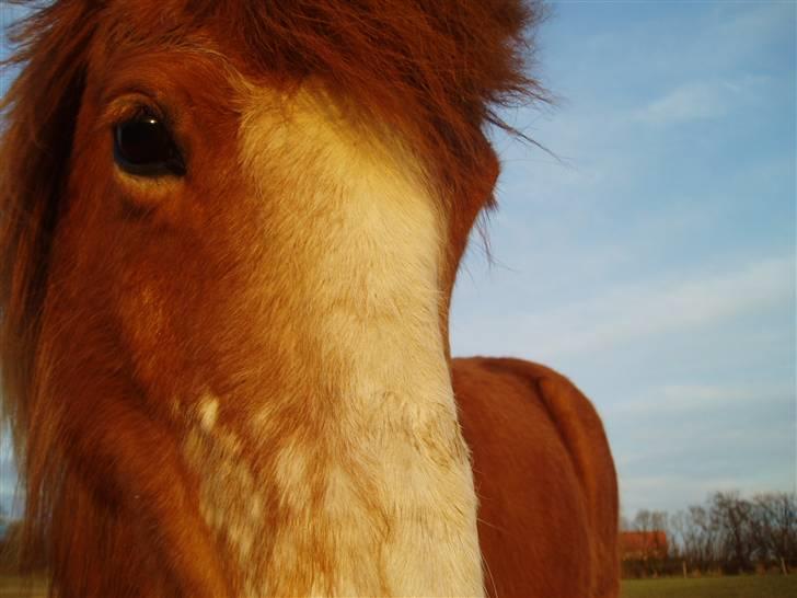 Islænder Sif fra Gørding - Velkommen til Sif´s profil (8 billede 1