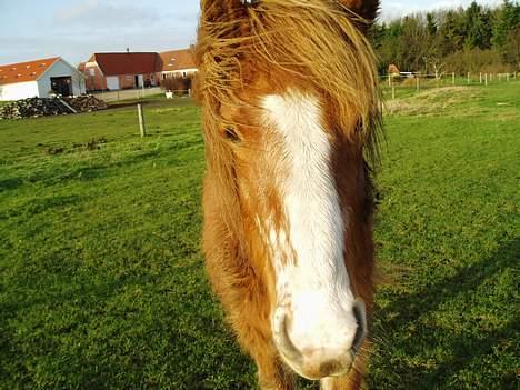 Islænder Sif fra Gørding - På marken billede 3