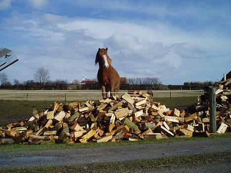 Islænder Sif fra Gørding - Vi er blevet nødt til at hegne brændestakken ind 8P billede 5