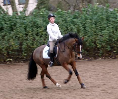 New Forest Strandagers Maritza <3 - Galop, Mig og Ritze <3  billede 13