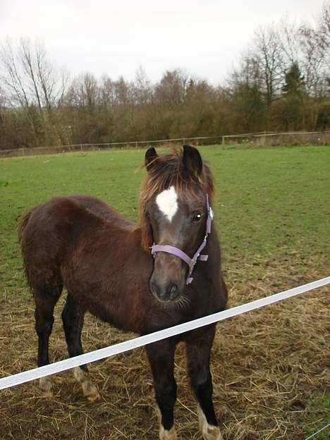 Welsh Pony af Cob-type (sec C) West Side Billy boy *solgt* - Januar 2007 billede 5
