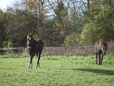 Welsh Pony af Cob-type (sec C) West Side Billy boy *solgt* - November/december 2006 billede 6