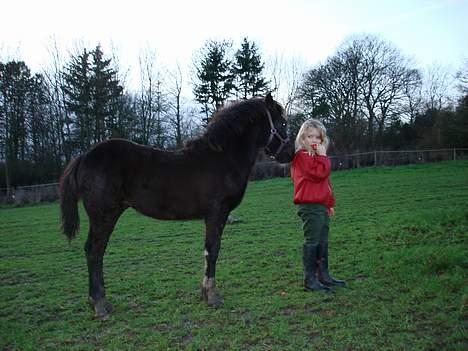 Welsh Pony af Cob-type (sec C) West Side Billy boy *solgt* - Januar 2007 billede 7