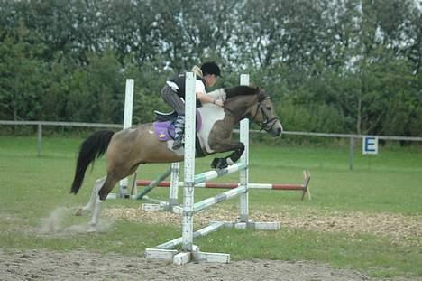 Anden særlig race Painted Pony (død) - Plet elsker at springe billede 1