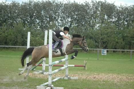 Anden særlig race Painted Pony (død) - Plet elsker at springe billede 2