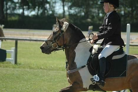 Anden særlig race Painted Pony (død) - Fuld fart frem ad :D billede 3