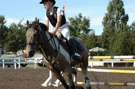 Anden særlig race Painted Pony (død) - Ja så er vi lige landet billede 4