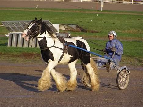 Irish Cob  Galloway of Cumro billede 12