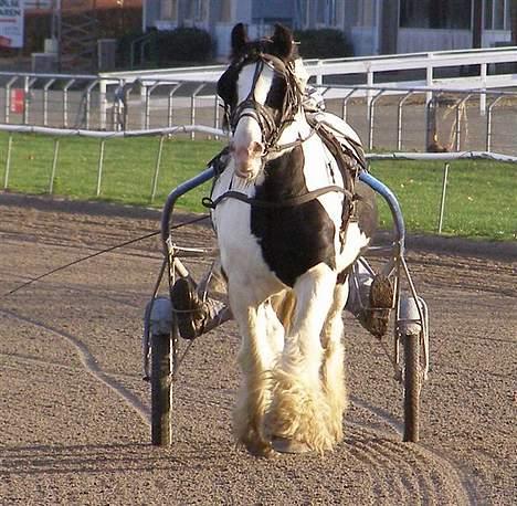 Irish Cob  Galloway of Cumro billede 13