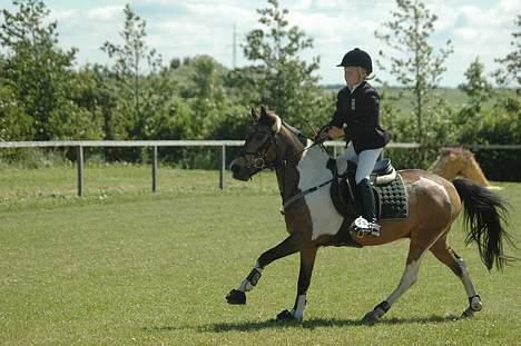 Anden særlig race Painted Pony (død) - Ingen indhenter os!!!!! billede 6