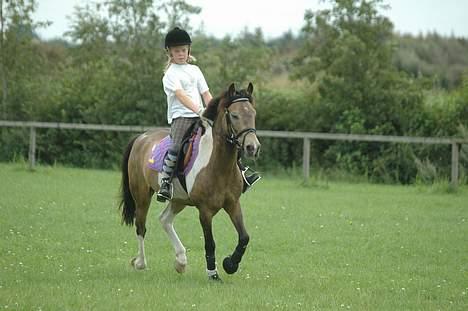 Anden særlig race Painted Pony (død) - ... billede 7