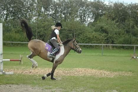 Anden særlig race Painted Pony (død) - .... billede 8