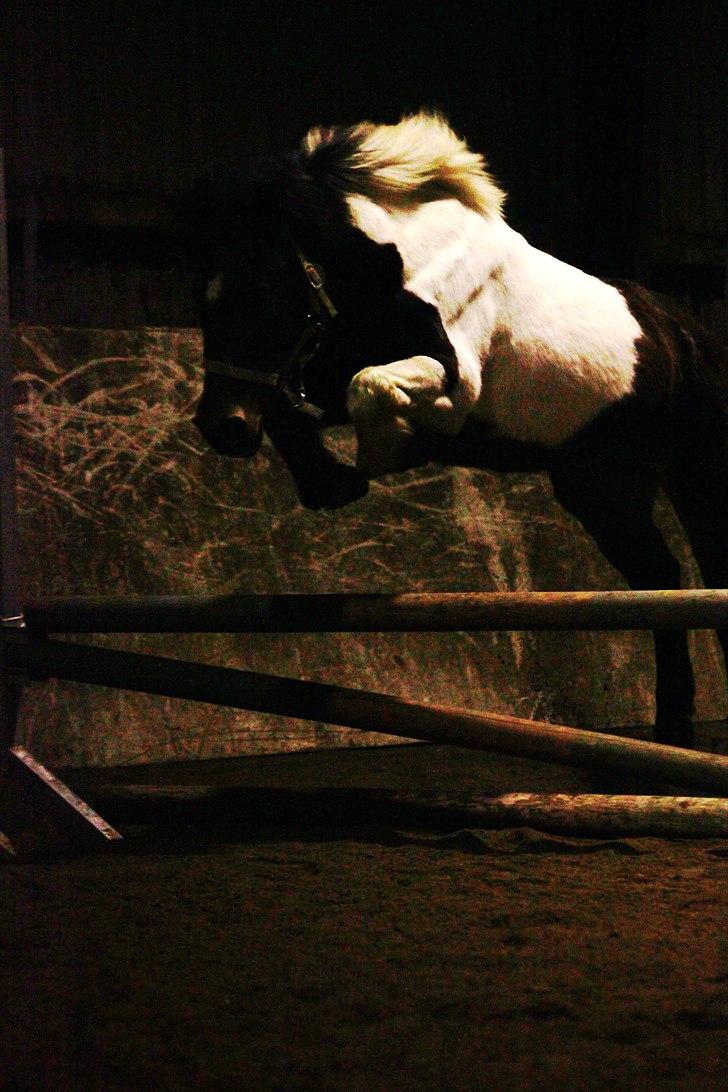 Anden særlig race | Charming lotte billede 2