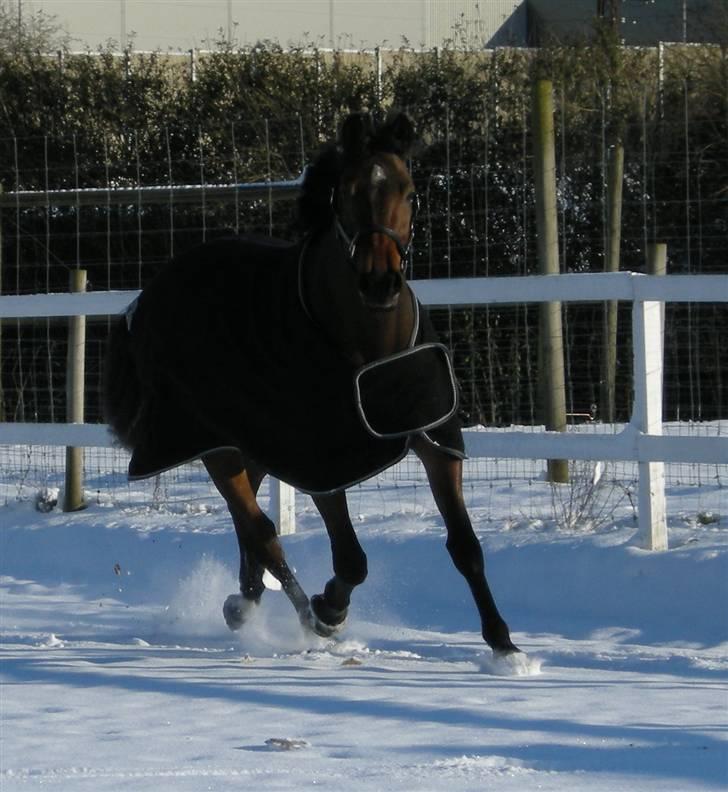 Dansk Varmblod Nicoline - løs på banen feb 09 billede 7