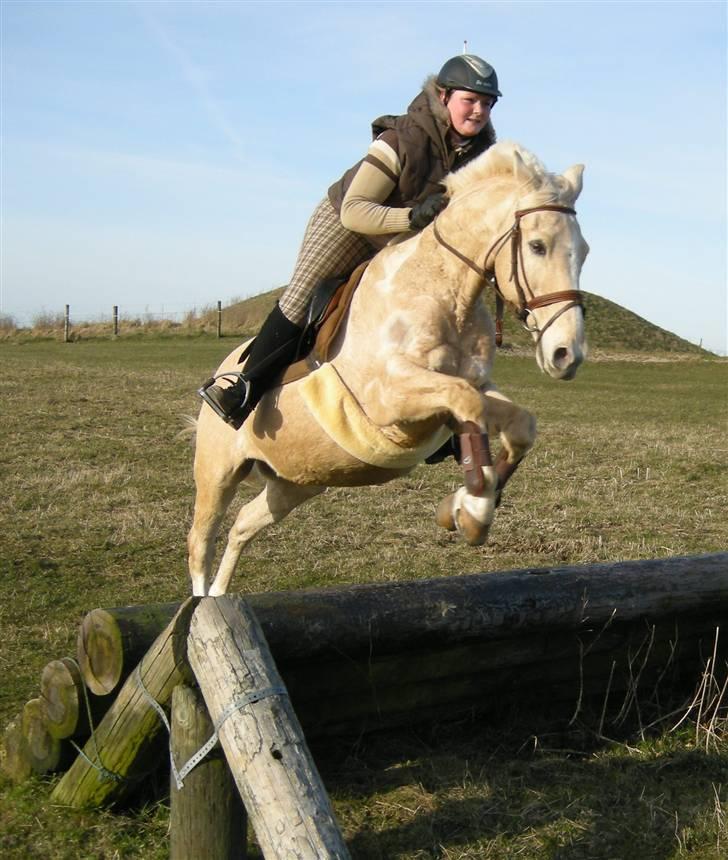 Palomino Zefyr - zeppe på terrænbanen marts 09 billede 1