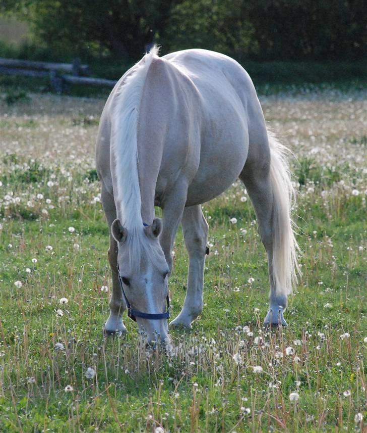 Palomino Zefyr - zeppe på fold maj 09 billede 2