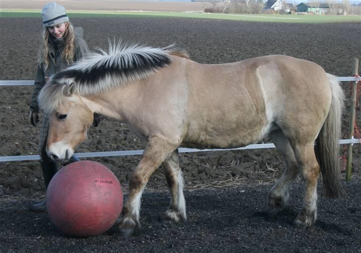 Fjordhest Lotti - Yep, mig og Lotti går til fodbold, og vi er gode til det ;D billede 3