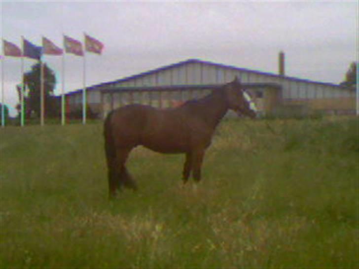 Anden særlig race Bertil billede 7