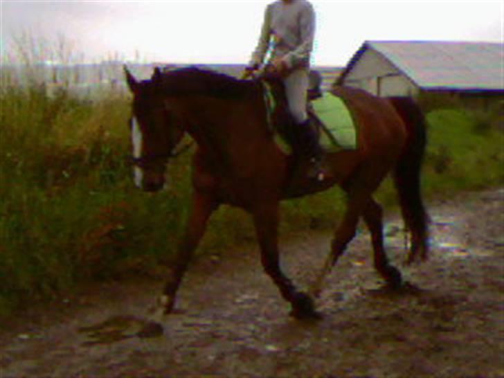 Anden særlig race Bertil - Stine oq Bertil  billede 8