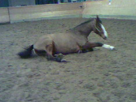 Anden særlig race Bertil - ;D billede 10