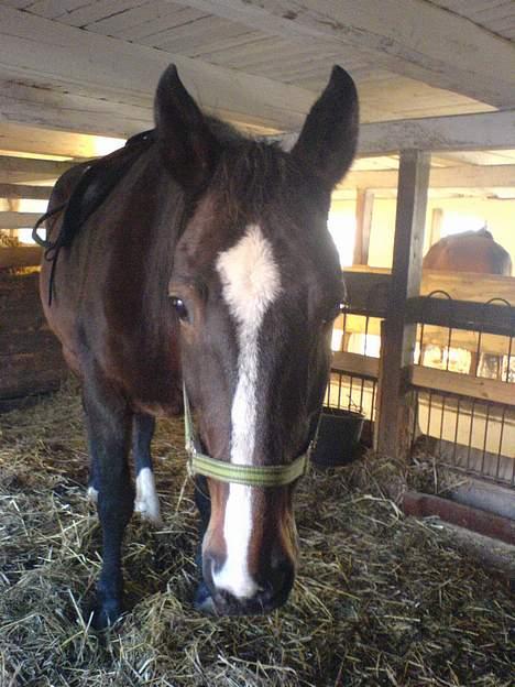 Hannoveraner Orchide - Orchide billede 1