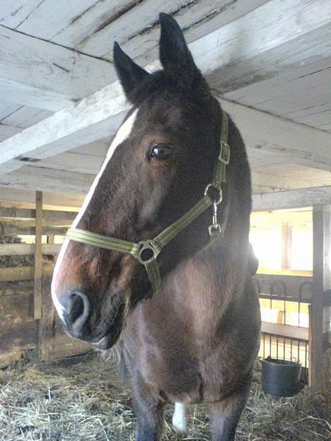 Hannoveraner Orchide - Orchide der kigger ud af et vindue billede 2