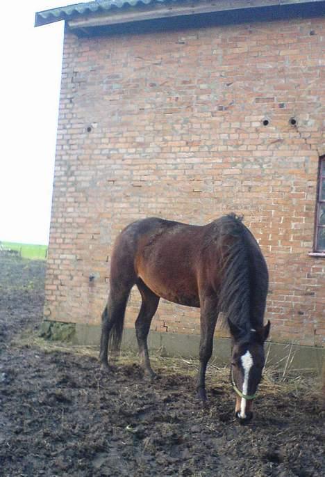 Hannoveraner Orchide - Et fold bilede billede 3