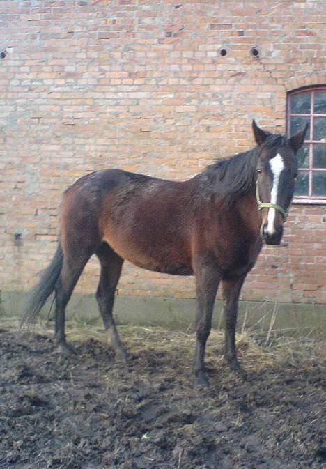 Hannoveraner Orchide - Endnu et fra folden billede 4