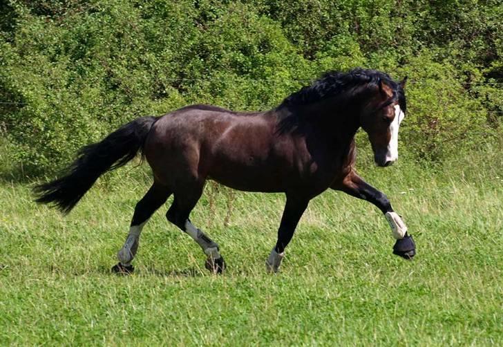 Welsh Cob (sec D) Camina's Maccoy SOLGT - Jeg kan da også uden rytter..... 18/8-07 billede 2