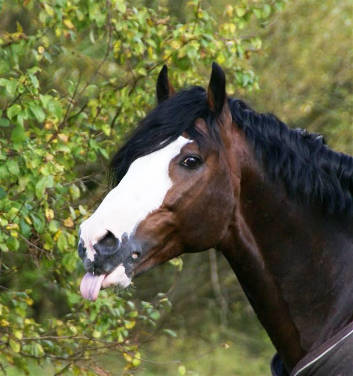 Welsh Cob (sec D) Camina's Maccoy SOLGT - Frække fjolle coysen :o) billede 3