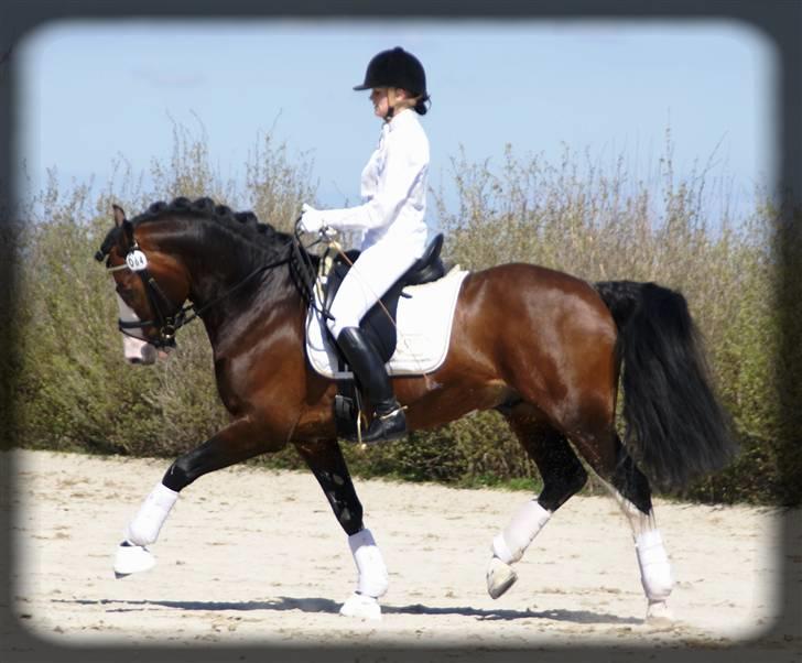 Welsh Cob (sec D) Camina's Maccoy SOLGT - Solrød Landsstævne april 2008 billede 4