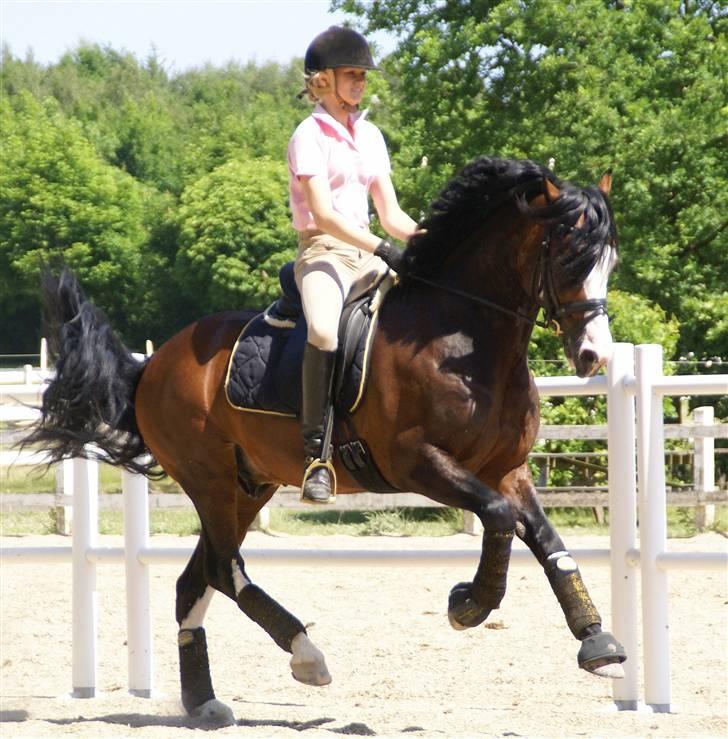 Welsh Cob (sec D) Camina's Maccoy SOLGT - Træning 5 juni 2008 billede 5