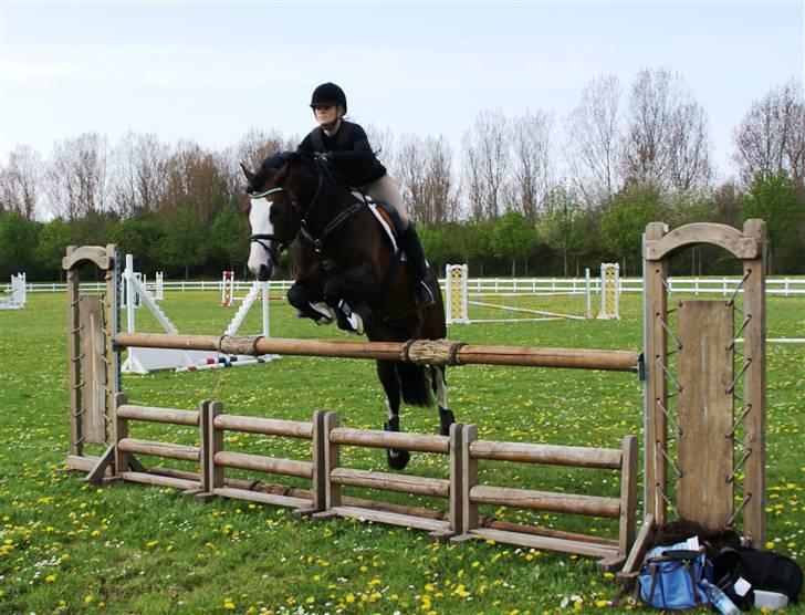 Welsh Cob (sec D) Camina's Maccoy SOLGT - Springer 1,20 billede 6