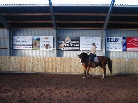 Anden særlig race Bertil - Bertil ,oq hans qamle ejer  billede 11