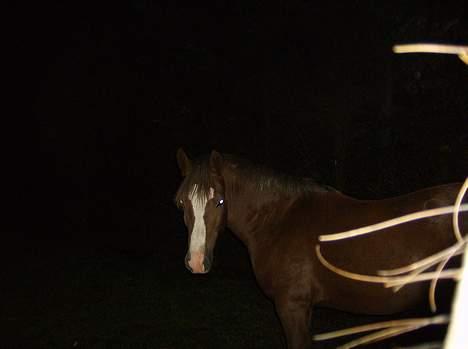 New Forest Max Millenium **Aflivet** billede 1