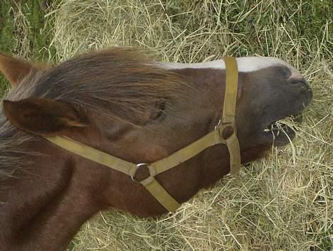 New Forest Max Millenium **Aflivet** billede 3