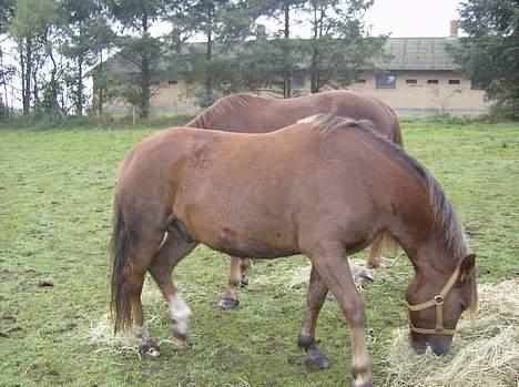 New Forest Max Millenium **Aflivet** billede 4