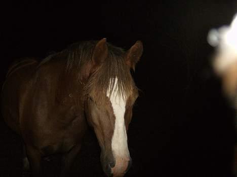 New Forest Max Millenium **Aflivet** billede 5